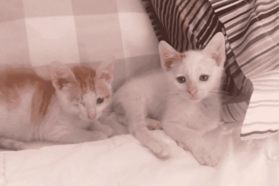 Aiki y Aura