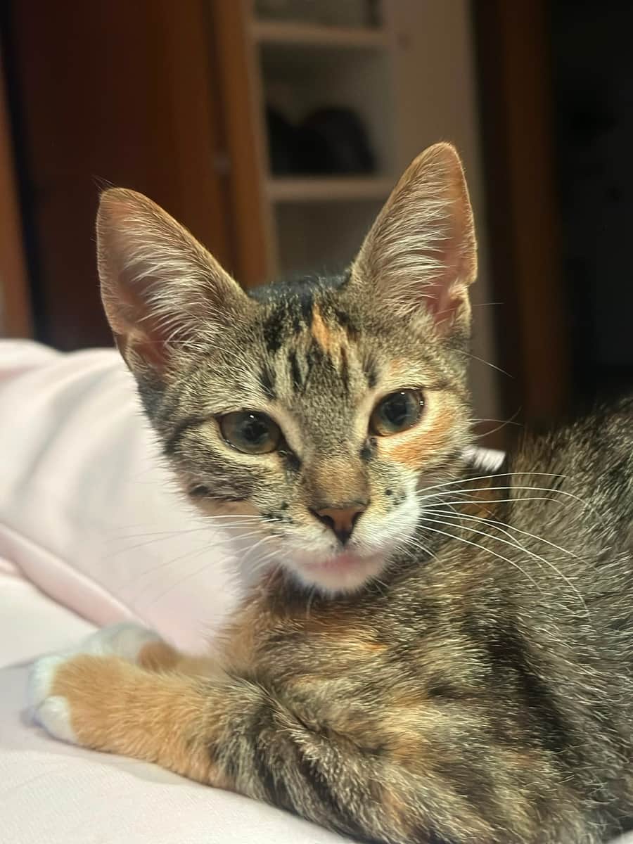 Pepi