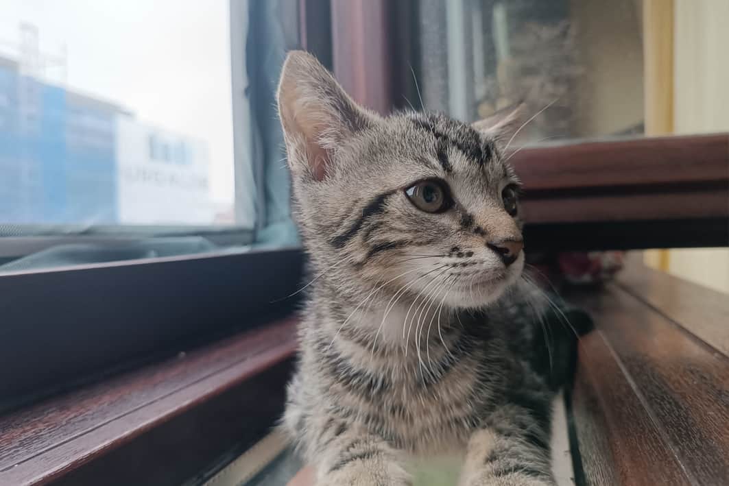 Koji