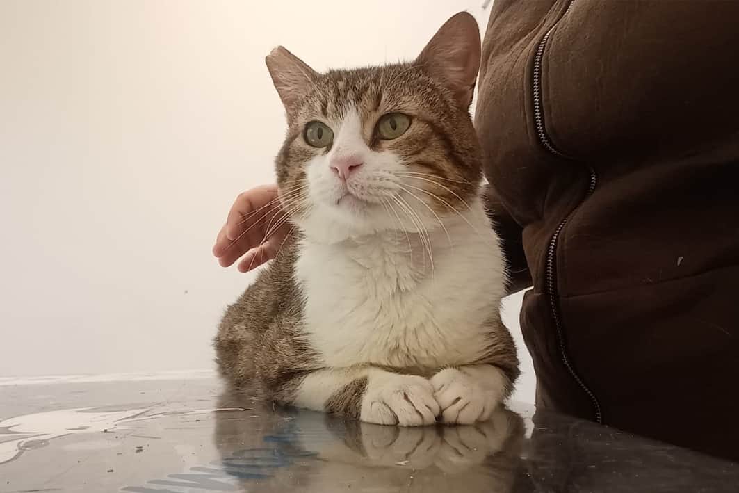 Teo